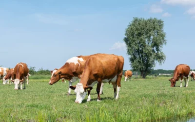 Bydło a bioróżnorodność – czy hodowla zwierząt może wspierać ekosystemy?