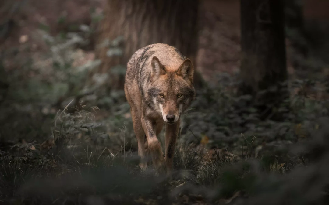 Wilki kontra hodowcy bydła – wyzwanie na styku przyrody i rolnictwa