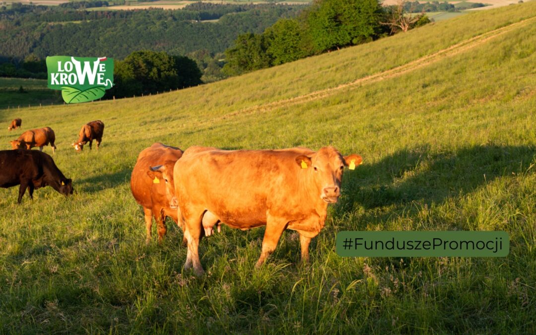 Limousin, Nelore, Droughtmaster, Wagyu. Który rostbef naprawdę pasuje do polskiej kuchni?