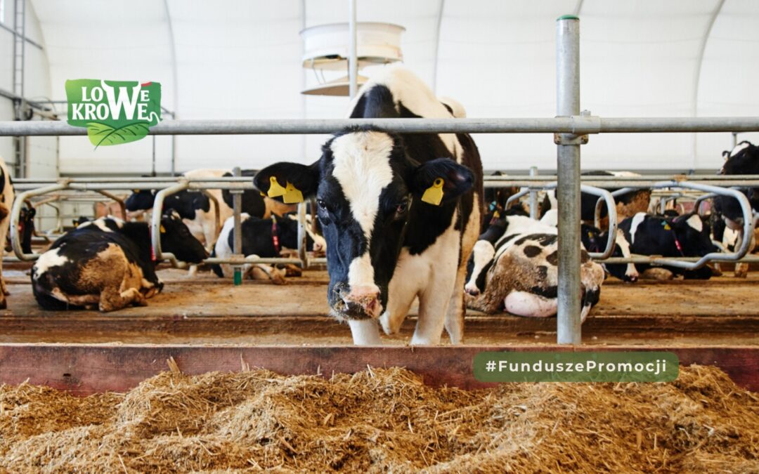 Nowoczesna obora oczami konsumenta. Co naprawdę warto zobaczyć?